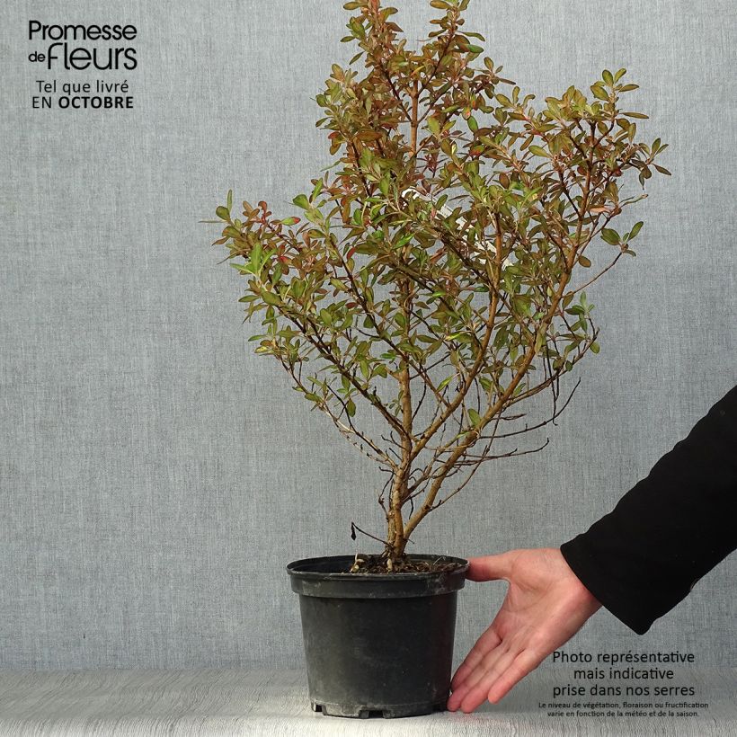 Spécimen de Coprosma Evening Glow Pot de 2L/3L tel que livré en automne