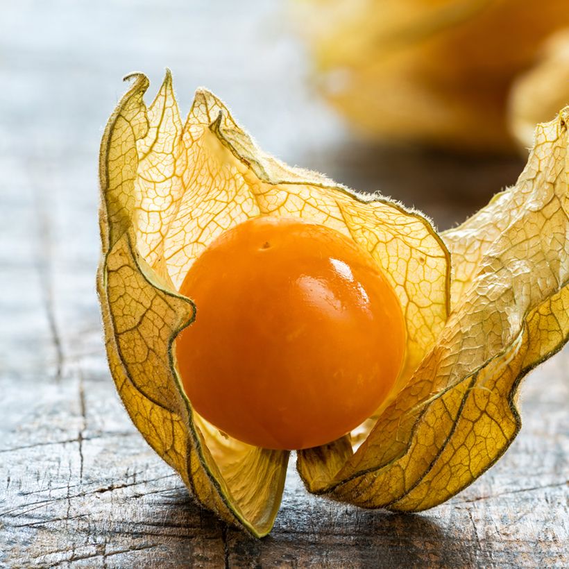 Coqueret du Pérou - Physalis edulis - Vilmorin (Récolte)