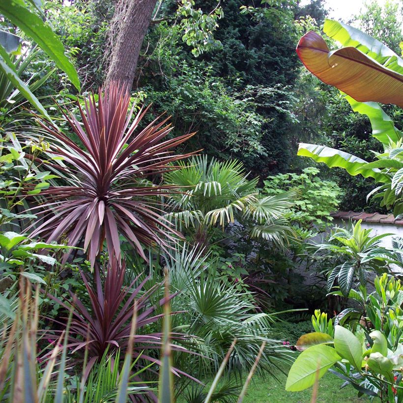 Cordyline australis Purpurea (Port)