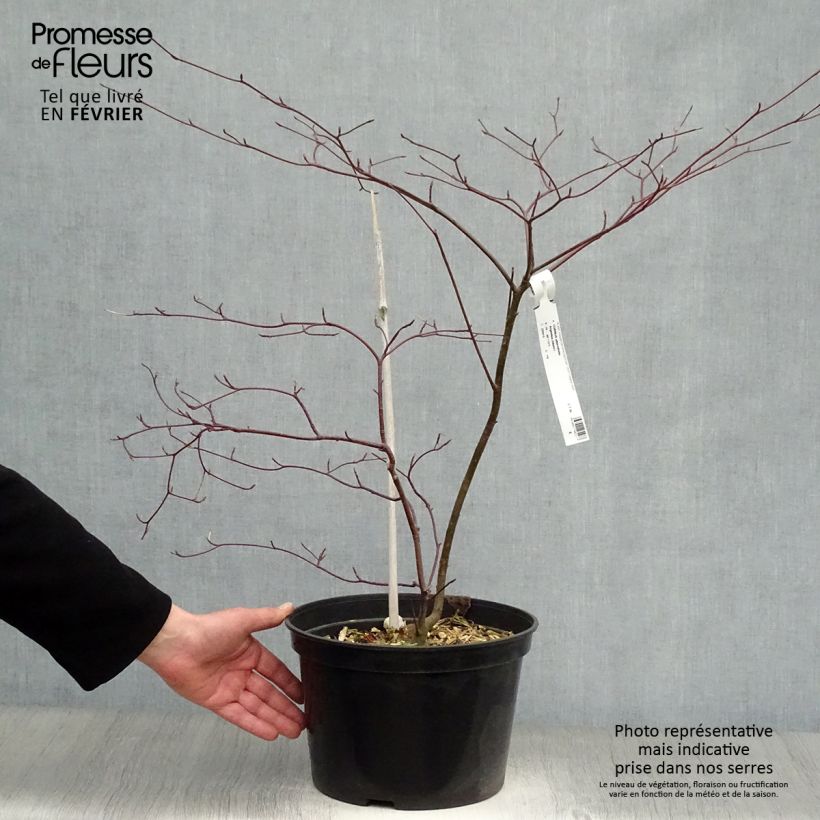 Spécimen de Cornus alternifolia Argentea - Cornouiller panaché à feuilles alternes tel que livré en hiver