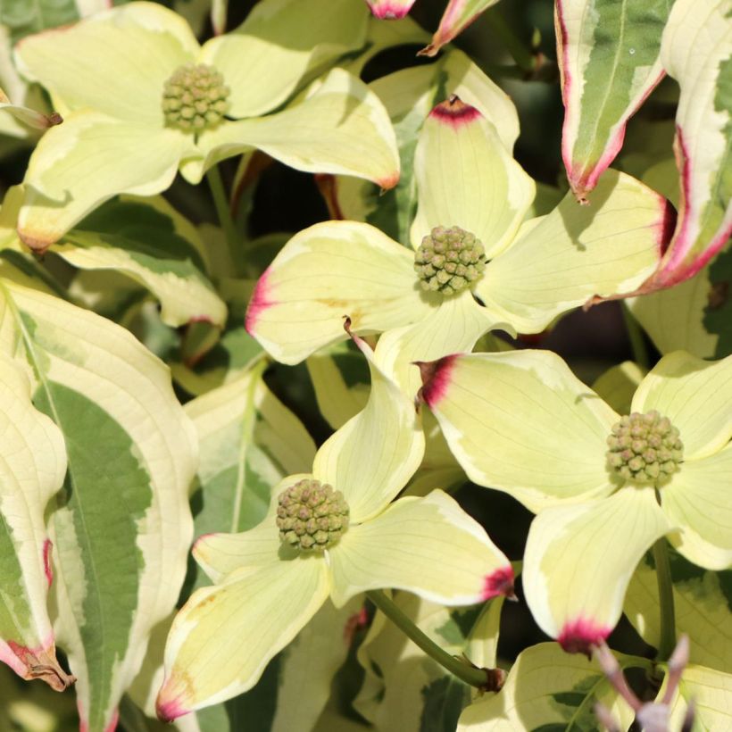 Cornus kousa China Dawn - Cornouiller du Japon (Floraison)