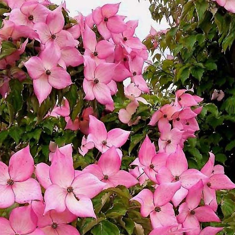 Cornus kousa Rosy Teacups - Cornouiller du Japon (Floraison)