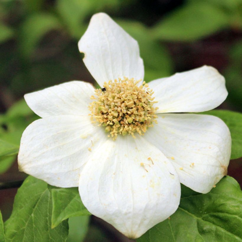 Cornus nuttallii Gold Spot - Cornouiller du Pacifique (Floraison)