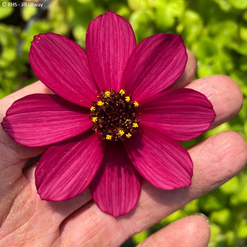 Cosmos Cherry Chocolat (Floraison)