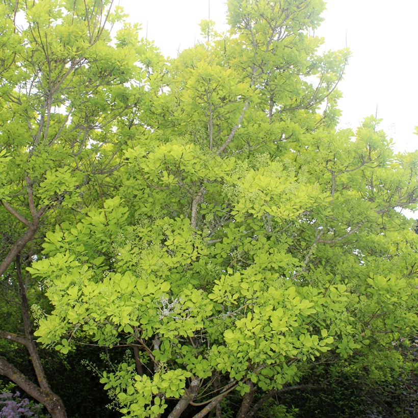 Cotinus coggygria Golden Spirit - Arbre à Perruques Doré (Port)