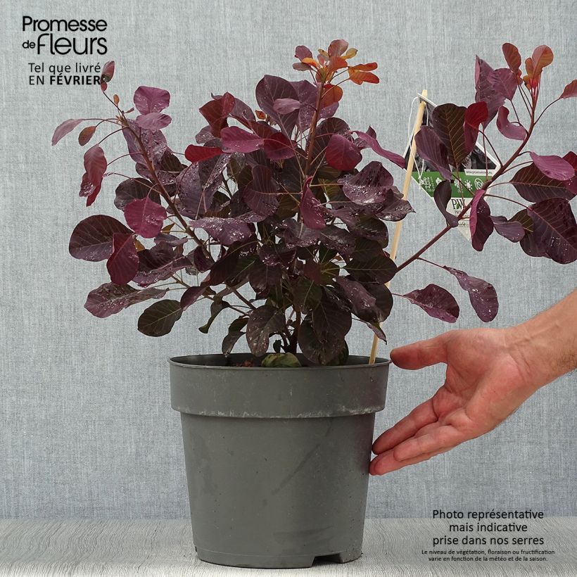 Spécimen de Cotinus coggygria Winecraft Black - Arbre à perruque Pot de 3L/4L tel que livré en automne