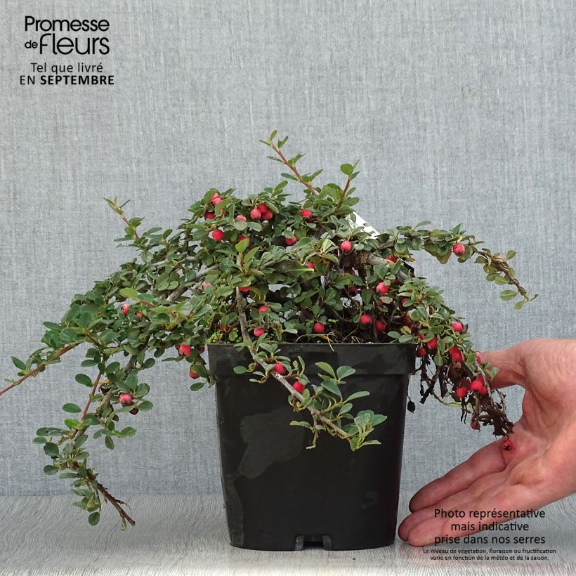 Spécimen de Cotoneaster dammeri Evergreen - Cotoneaster de Dammer Pot de 2L/3L tel que livré en automne