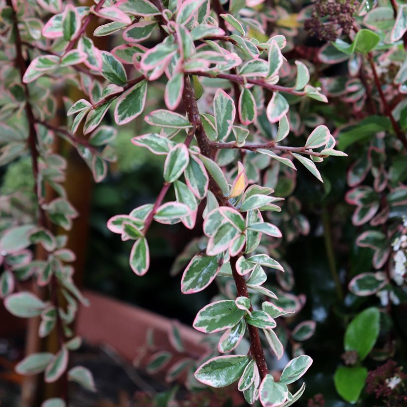 Cotoneaster suecicus Juliette (Feuillage)