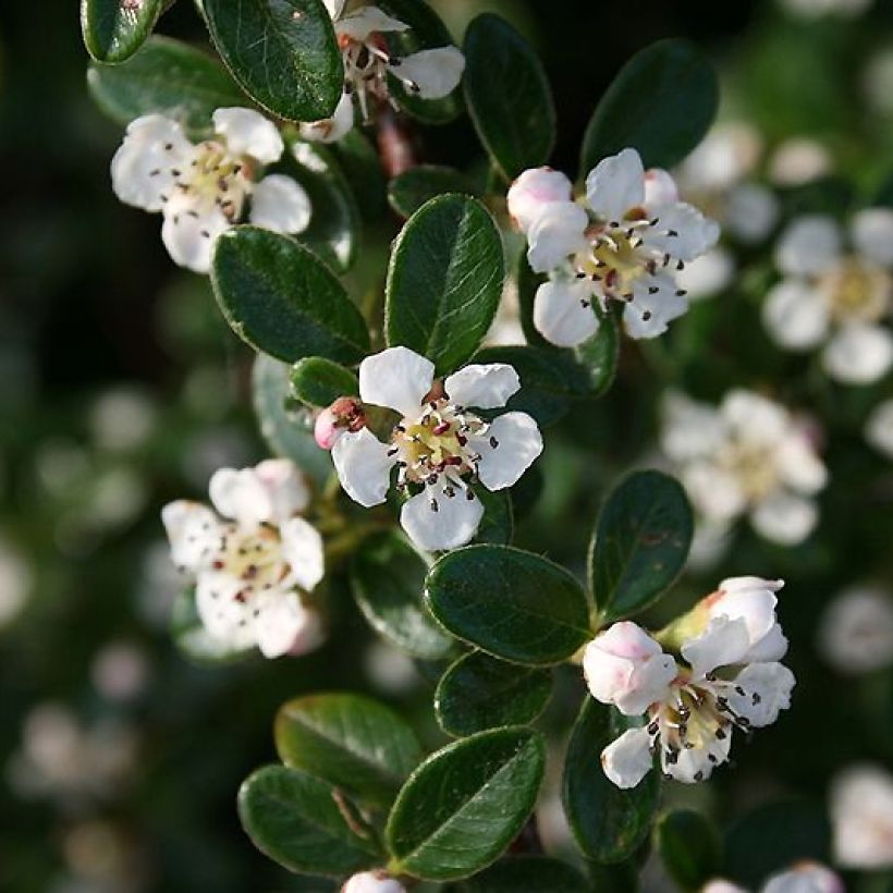 Cotoneaster dammeri Mooncreeper (Floraison)