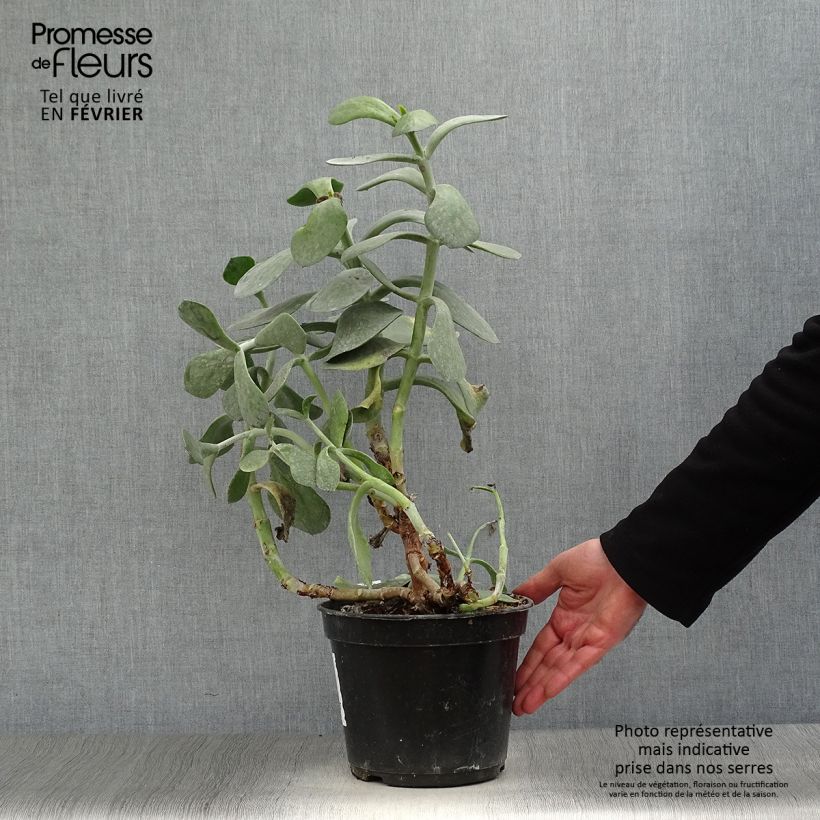 Spécimen de Cotyledon orbiculata Gray - Plante grasse Pot de 3L/4L tel que livré en hiver