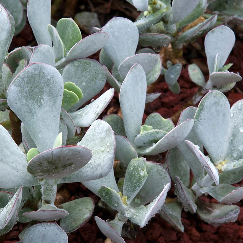 Cotyledon orbiculata Gray - Plante grasse (Feuillage)