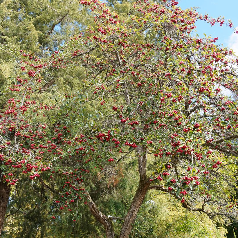 Crataegus crus-galli - Aubépine ergot de coq (Port)