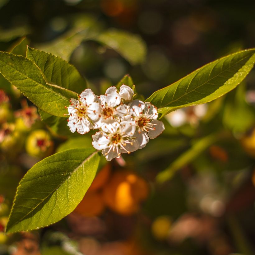 Crataegus mexicana - Manzanilla (Floraison)