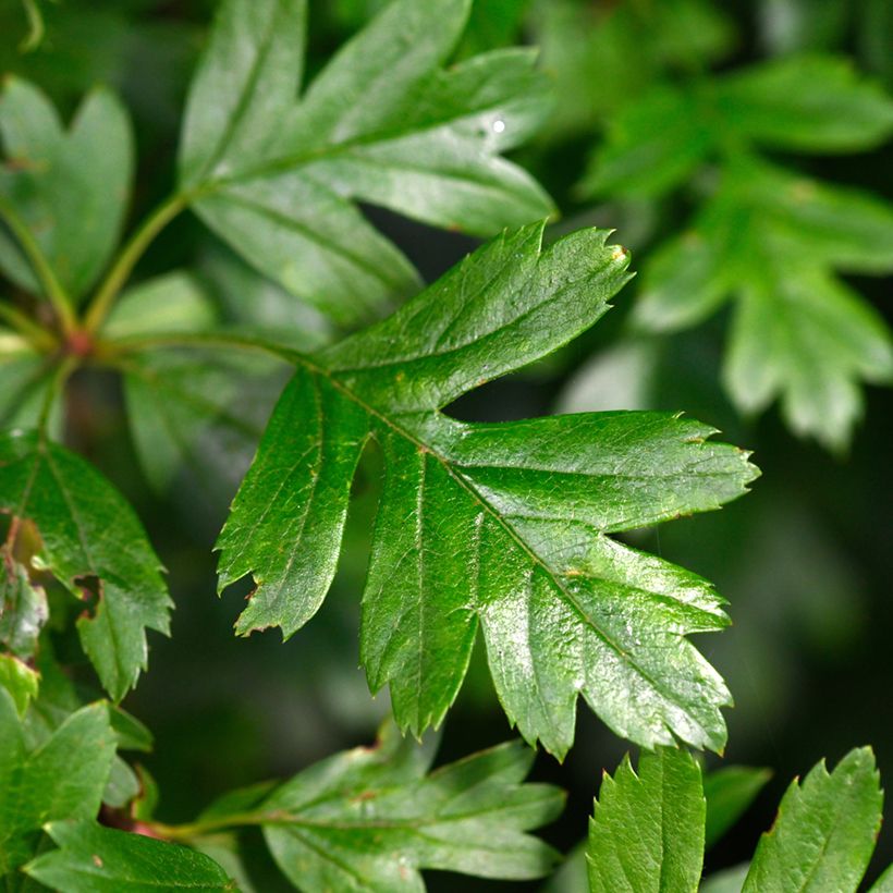 Crataegus monogyna Compacta - Aubépine monogyne (Feuillage)