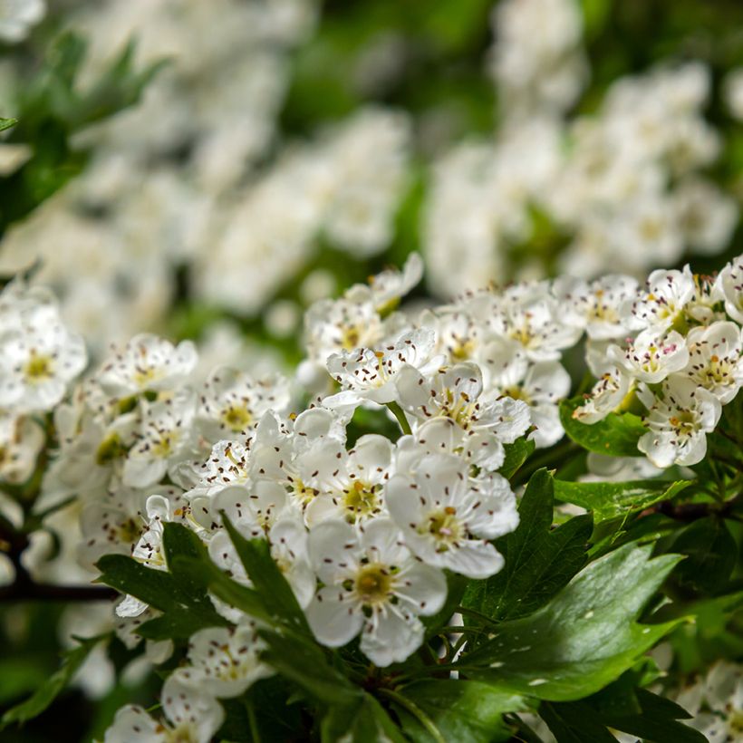 Crataegus monogyna Compacta - Aubépine monogyne (Floraison)