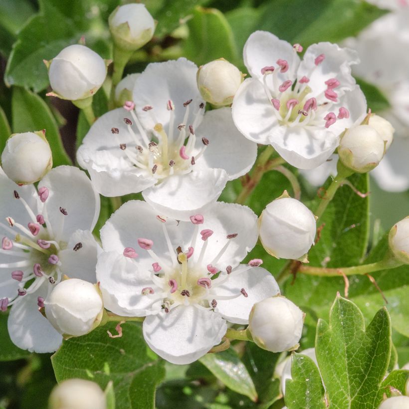 Crataegus monogyna Flexuosa - Aubépine monogyne (Floraison)