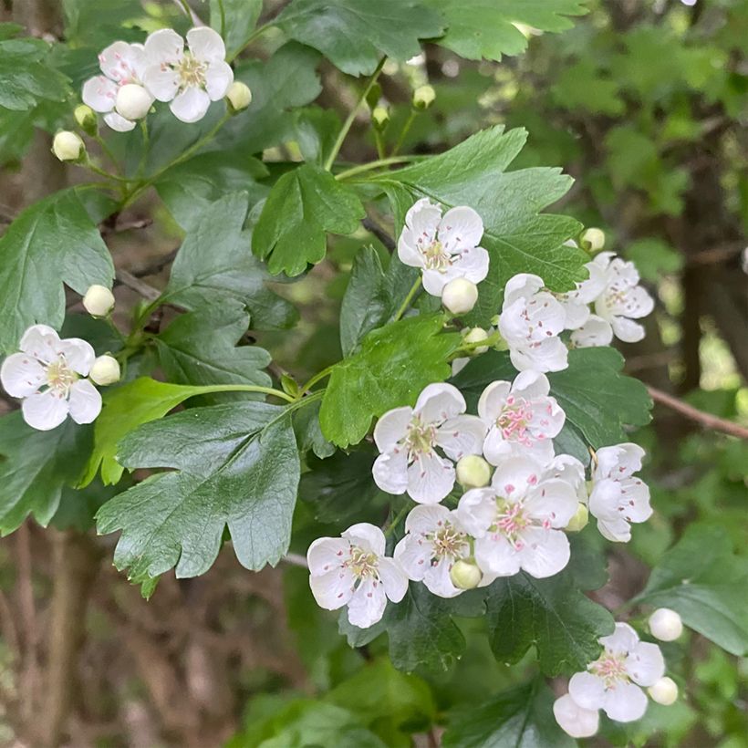 Aubépine noire - Crataegus nigra (Floraison)