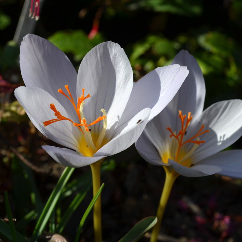 Crocus pulchellus Zephyr - Crocus d'automne (Floraison)