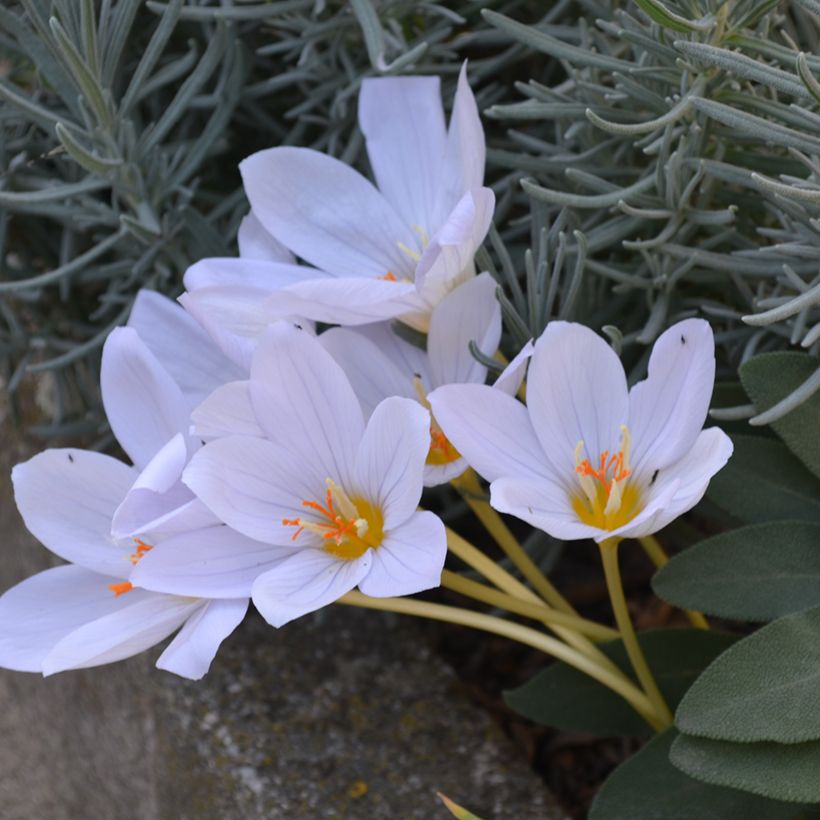 Crocus pulchellus Zephyr - Crocus d'automne (Port)