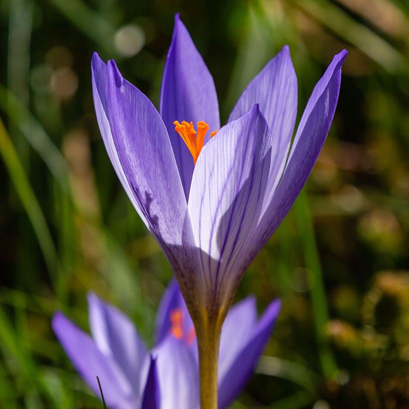 Crocus speciosus Artabir - Crocus d'automne (Floraison)