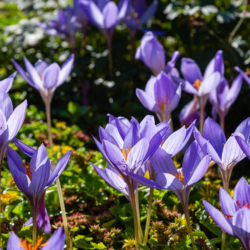 Crocus speciosus Artabir - Crocus d'automne (Port)