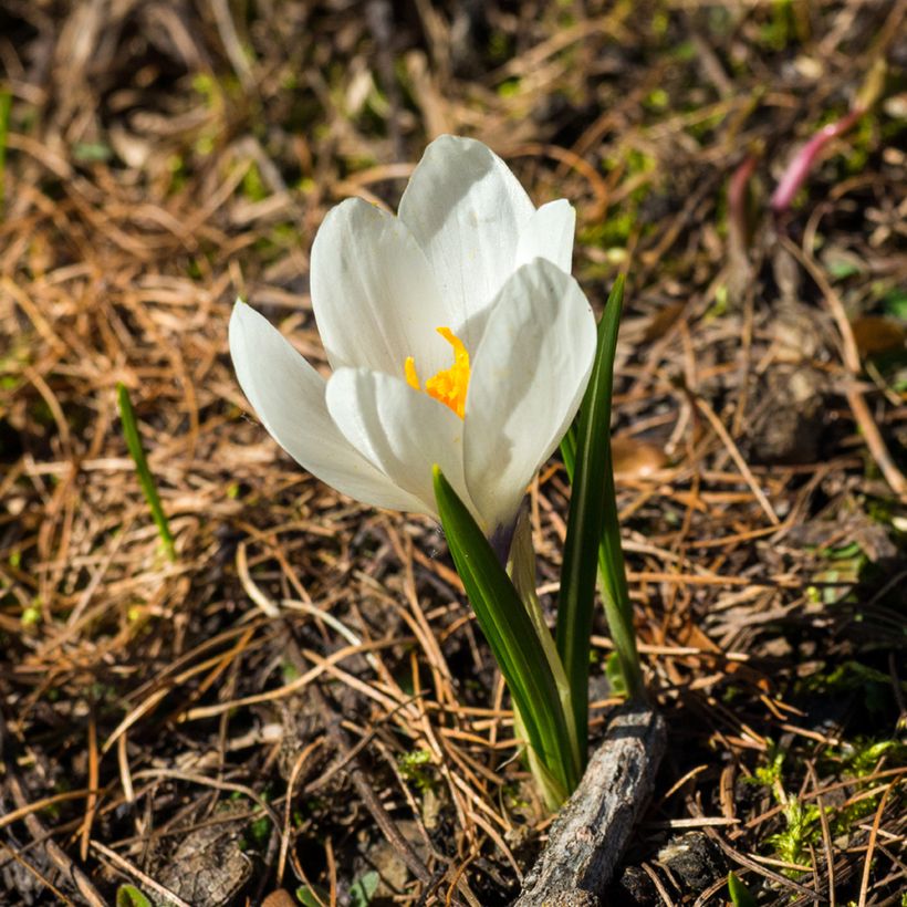 Crocus vernus subsp. albiflorus White (Floraison)