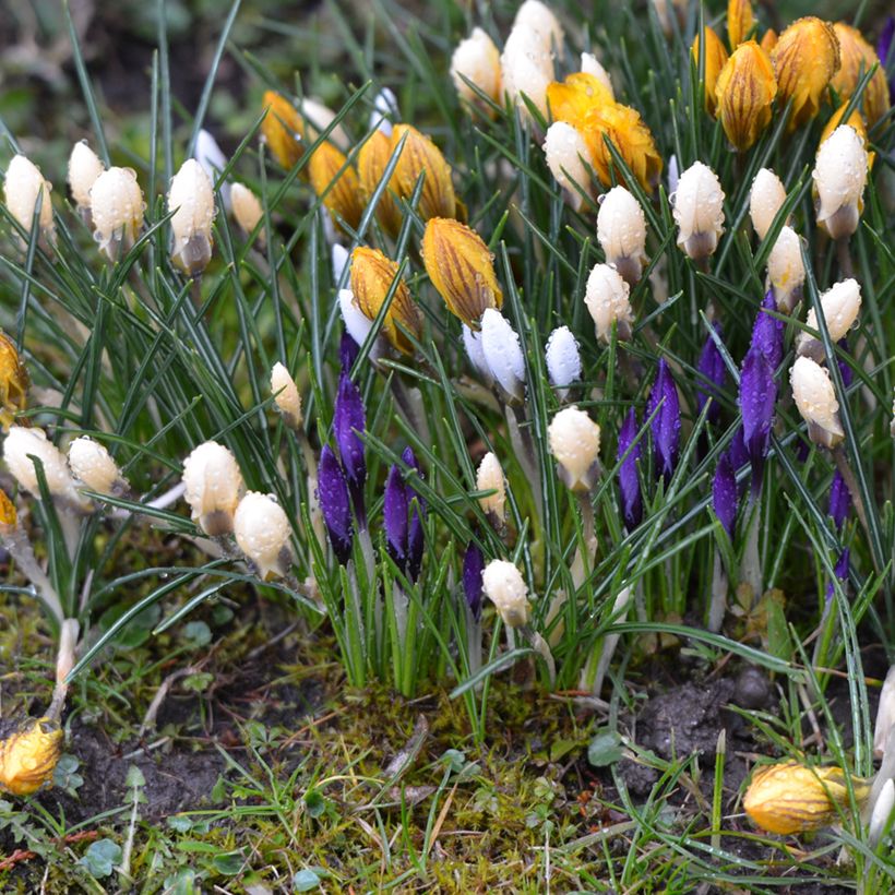 Crocus vernus subsp. albiflorus White (Port)