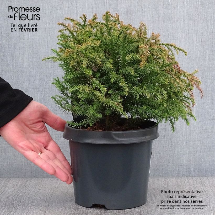 Spécimen de Cryptomeria japonica Vilmorin Gold Pot de 2L/3L tel que livré en hiver