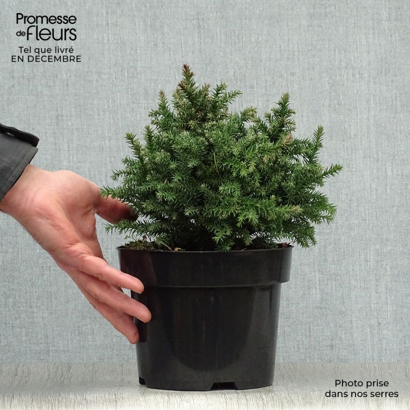 Spécimen de Cryptomeria japonica Vilmoriniana en pot de 2/3L tel que livré en hiver