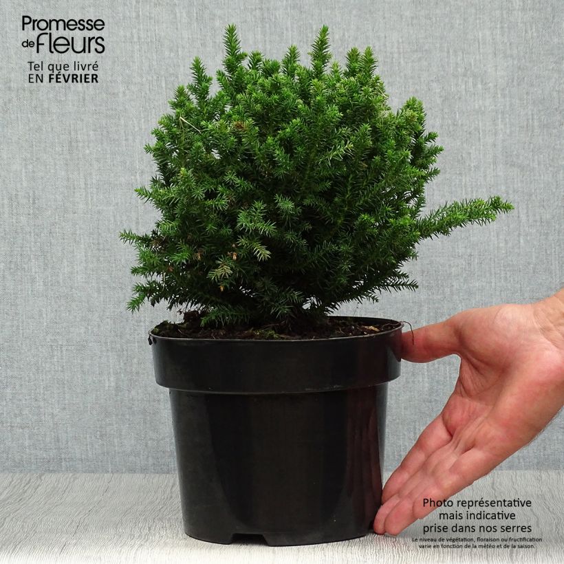 Spécimen de Cryptomeria japonica Vilmoriniana en pot de 2/3L tel que livré en automne