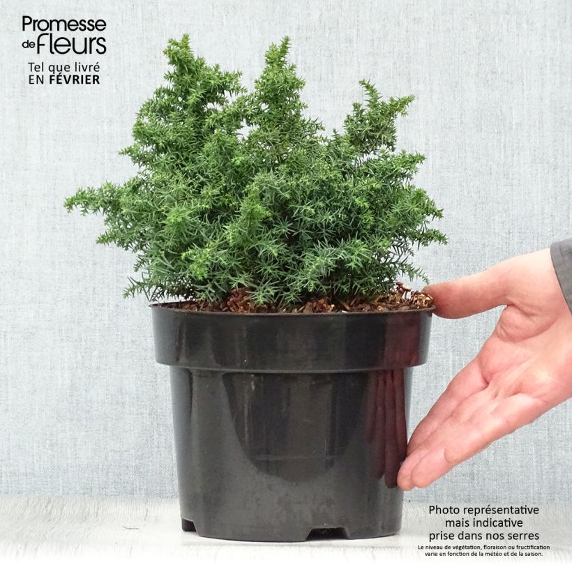 Spécimen de Cryptomeria japonica Yokohama Pot de 2L/3L tel que livré en hiver