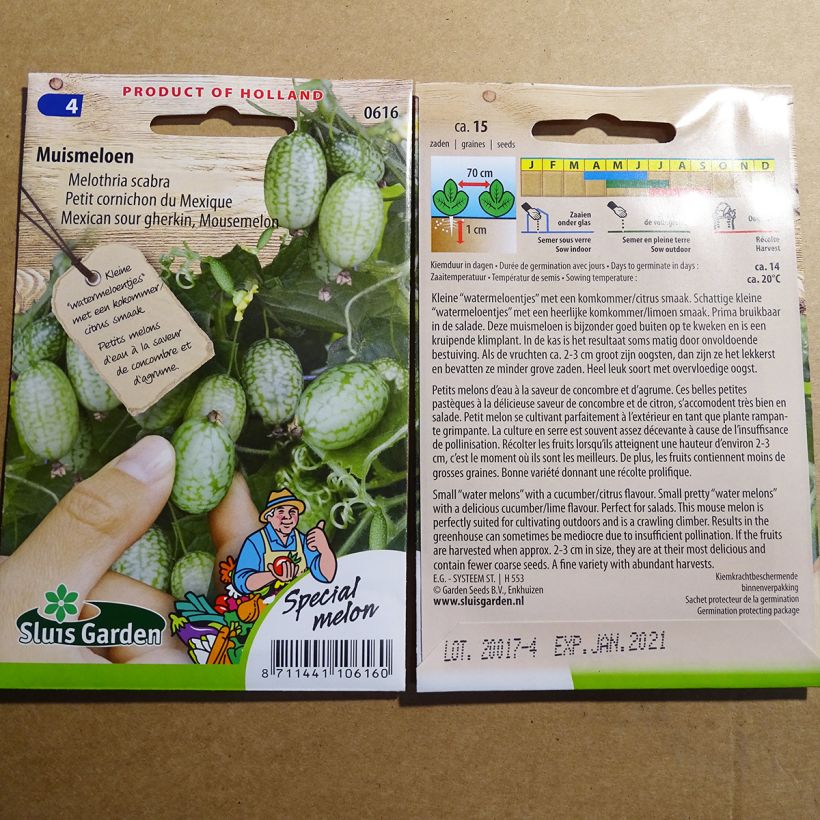 Cucamelon / Melon souris / Concombre mexicain (Melothria scabra) - Le  jardin des vie-la-joie