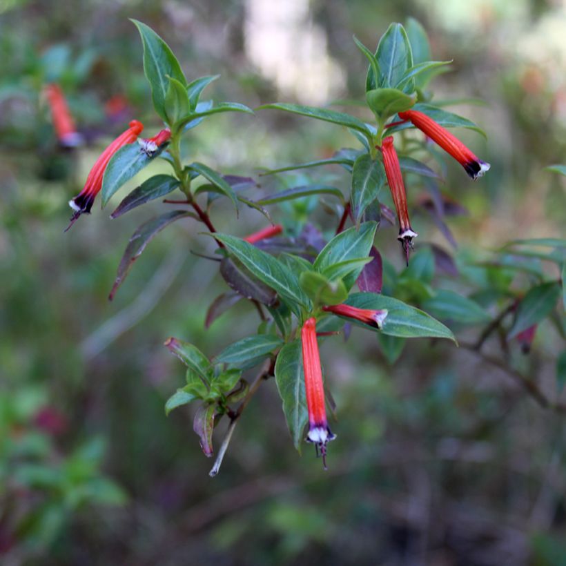 Cuphea ignea Scarlet - Plante cigarette (Floraison)