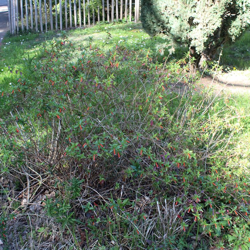 Cuphea ignea Scarlet - Plante cigarette (Port)