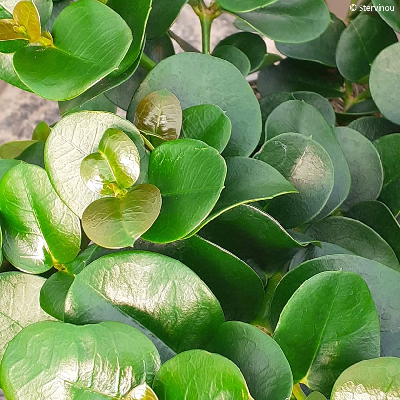 Cussonia spicata - Cussonia en épis (Feuillage)