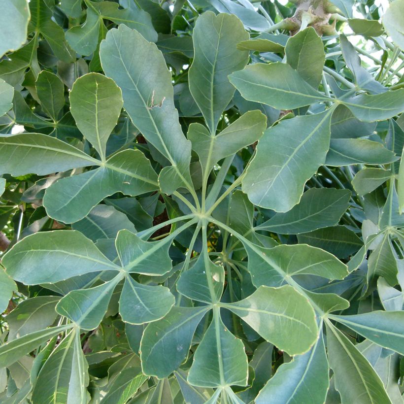 Cussonia spicata - Cussonia en épis (Feuillage)