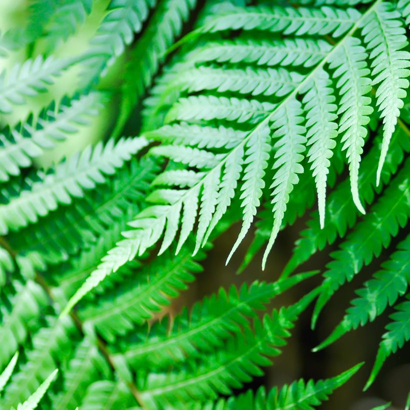 Cyathea brownii - Fougère arborescente (Feuillage)