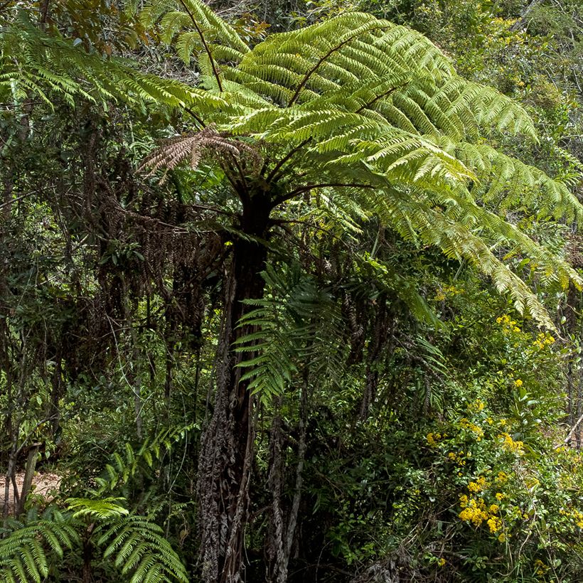 Cyathea lunulata - Fougère arborescente (Port)