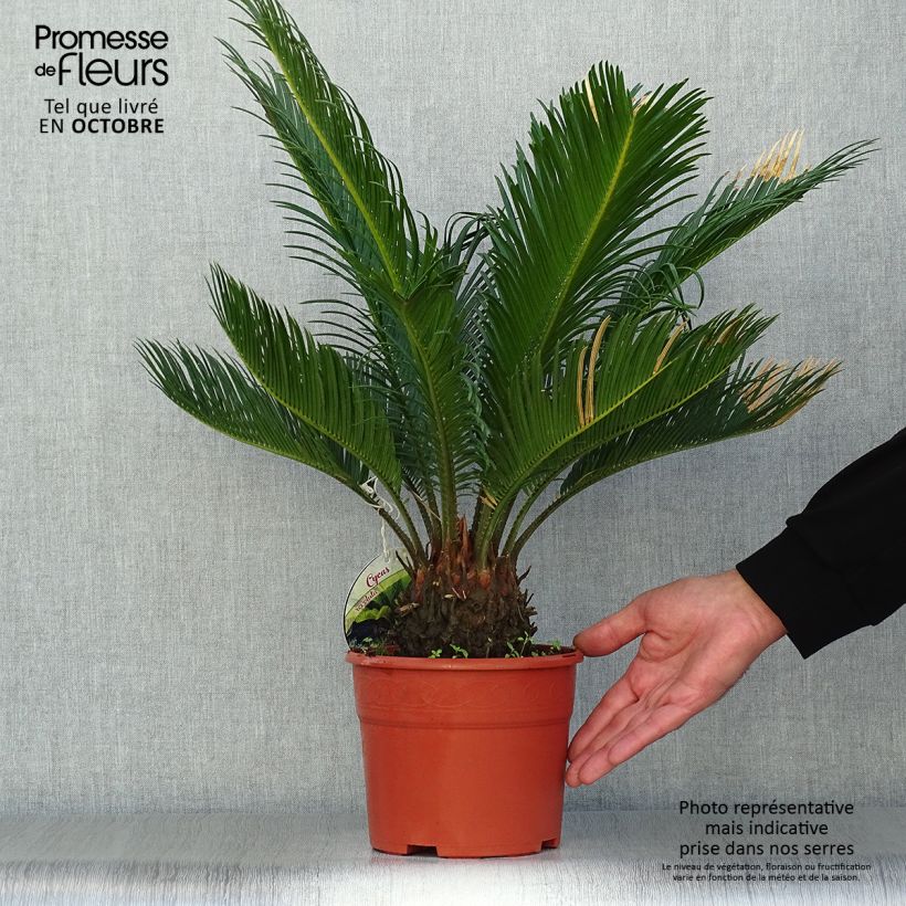 Spécimen de Cycas revoluta - Cycas du Japon pot de 3L/4L tel que livré en automne