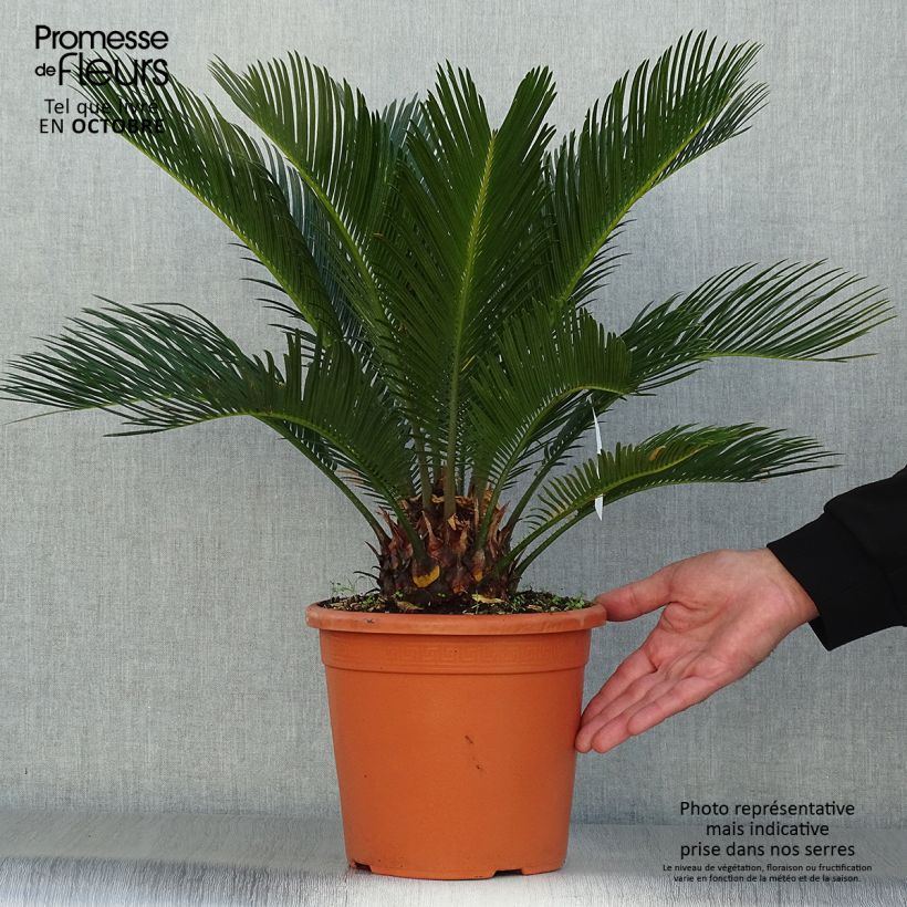 Spécimen de Cycas revoluta - Cycas du Japon pot de 6L tel que livré en automne