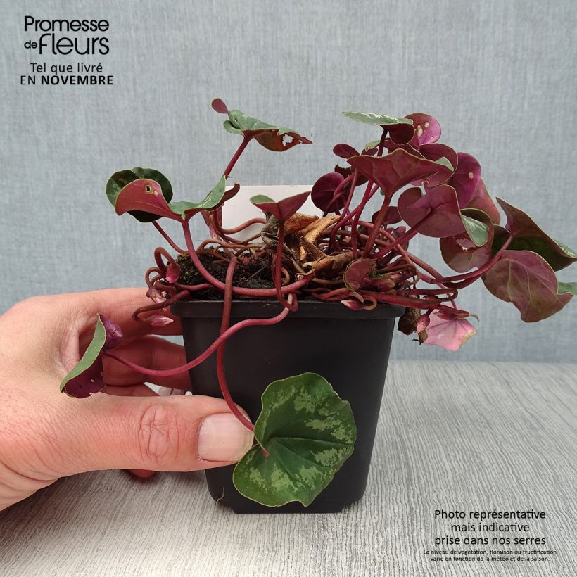 Spécimen de Cyclamen coum Rose en godet de 9cm tel que livré en automne