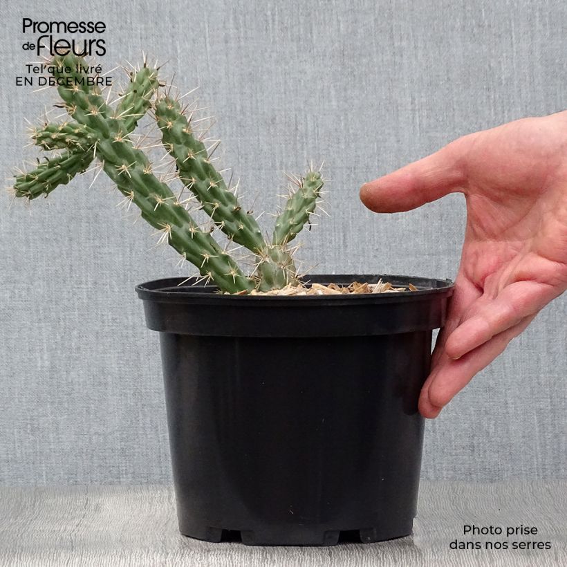 Spécimen de Cylindropuntia imbricata - Cactus rustique. tel que livré en hiver