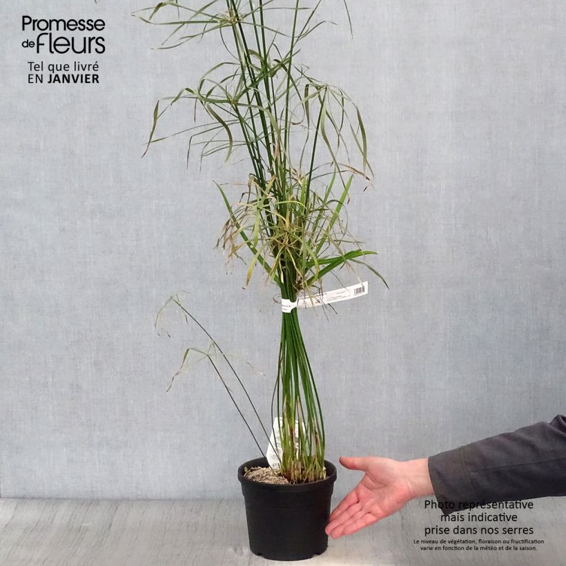 Spécimen de Cyperus alternifolius - Papyrus en pot de 2L/3L tel que livré en hiver