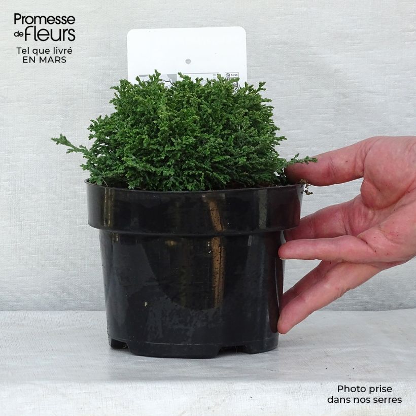 Spécimen de Cyprès Sawara - Chamaecyparis pisifera Hime-Sawara en pot de 2L/3L tel que livré en hiver