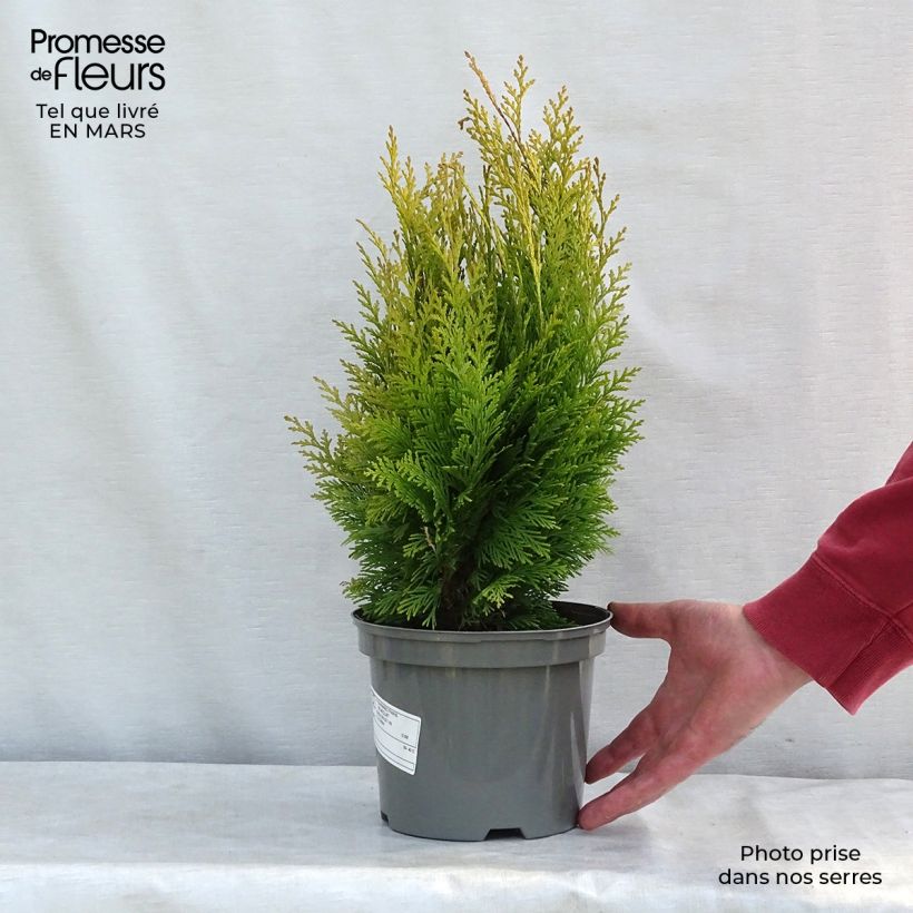 Spécimen de Cyprès de Lawson - Chamaecyparis lawsoniana Stardust en pot de 2L/3L tel que livré en hiver