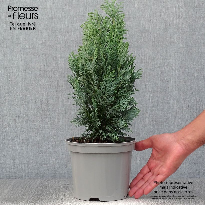 Spécimen de Cyprès de Lawson - Chamaecyparis lawsoniana White Spot Pot de 2L/3L tel que livré en automne