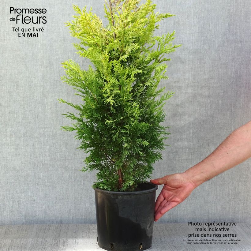 Spécimen de Cyprès de Leyland - Cupressocyparis x leylandii Gold Rider en pot de 6l/7l tel que livré au printemps