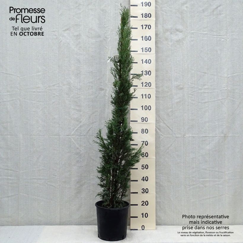 Spécimen de Cyprès de Provence - Cupressus sempervirens Pyramidalis en pot de 6/7 litres tel que livré en automne