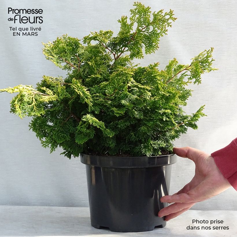 Spécimen de Cyprès hinoki - Chamaecyparis obtusa Rashahiba en pot de 4L/5L tel que livré en hiver