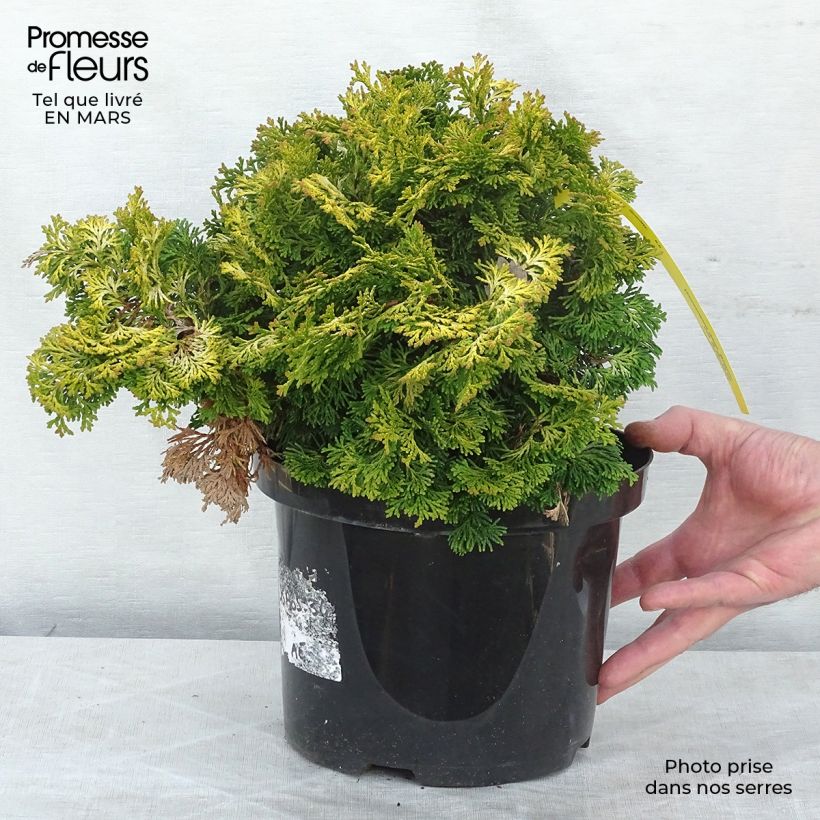 Tuya occidentalis sunkist en pot de 3L — Plantamus Pépinière en ligne